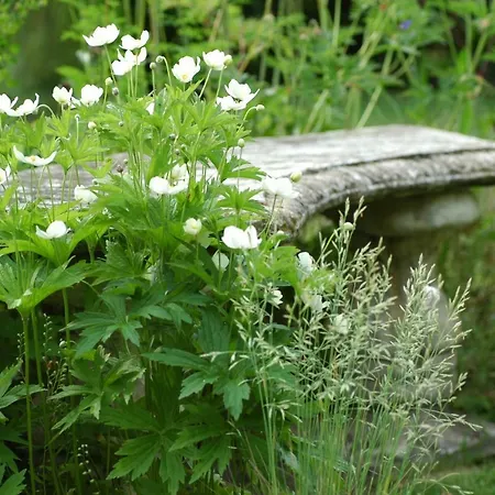 אתר קמפינג Pipowagen Overnachting Het Houten